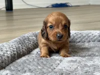 Ted, a male Miniature Dachshund for sale in Haines City, FL – 5 of 6