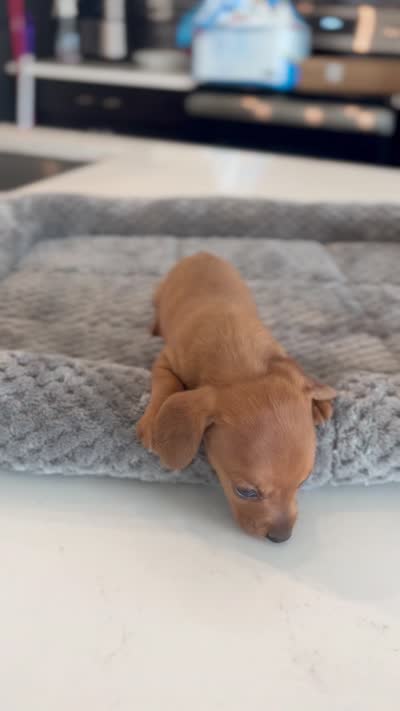 Mr. Bean, a male Miniature Dachshund for sale in Haines City, FL – 7 of 7