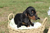 Marlin, a male Dachshund for sale in Haines City, FL – 4 of 7