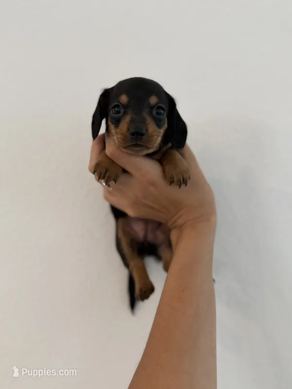 Raven – Miniature Dachshund puppy for sale in Haines City, FL