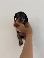 Raven, a female Miniature Dachshund for sale in Haines City, FL – 1 of 4