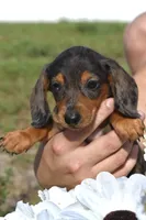 Lucky, a female Miniature Dachshund for sale in Haines City, FL – 9 of 10