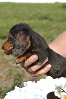 Lucky, a female Miniature Dachshund for sale in Haines City, FL – 10 of 10