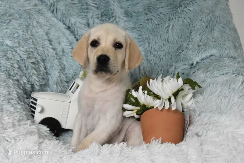 Bear – Labrador Retriever puppy for sale in Haines City, FL