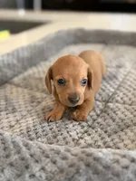 Mr. Bean, a male Miniature Dachshund for sale in Haines City, FL – 6 of 7