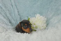 Lulu, a female Miniature Dachshund for sale in Haines City, FL – 6 of 6