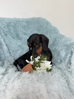 Nino, a male Dachshund for sale in Haines City, FL – 10 of 10