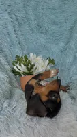 Lulu, a female Miniature Dachshund for sale in Haines City, FL – 5 of 6