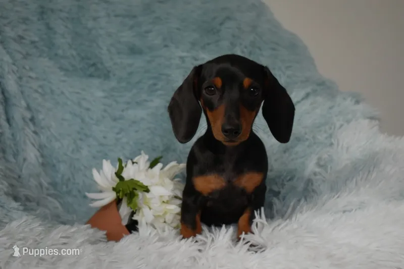 Raven – Miniature Dachshund puppy for sale in Haines City, FL