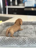 Mr. Bean, a male Miniature Dachshund for sale in Haines City, FL – 2 of 7