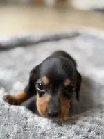 Raven, a female Miniature Dachshund for sale in Haines City, FL – 2 of 4