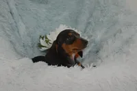Lulu, a female Miniature Dachshund for sale in Haines City, FL – 3 of 6