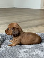 Ted, a male Miniature Dachshund for sale in Haines City, FL – 6 of 6