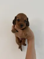 Ted, a male Miniature Dachshund for sale in Haines City, FL – 4 of 6
