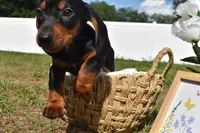 Marlin, a male Dachshund for sale in Haines City, FL – 7 of 7