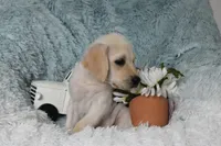 Bear, a male Labrador Retriever for sale in Haines City, FL – 2 of 5