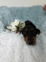 Nino, a male Dachshund for sale in Haines City, FL – 9 of 10