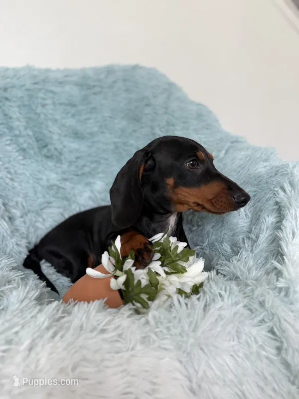 Nino – Dachshund puppy for sale in Haines City, FL