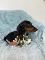 Nino, a male Dachshund for sale in Haines City, FL – 1 of 10
