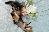 Lulu, a female Miniature Dachshund for sale in Haines City, FL – 4 of 6