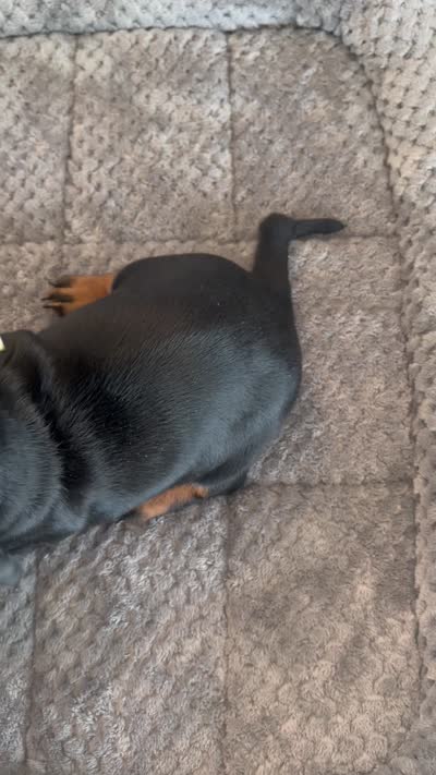 Marlin, a male Dachshund for sale in Haines City, FL – 8 of 8