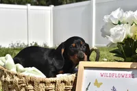 Marlin, a male Dachshund for sale in Haines City, FL – 5 of 7