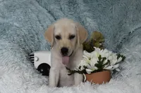 Bear, a male Labrador Retriever for sale in Haines City, FL – 5 of 5