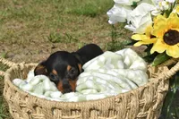 Raven, a female Miniature Dachshund for sale in Haines City, FL – 7 of 8