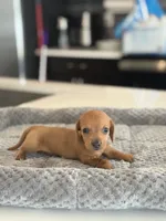 Mr. Bean, a male Miniature Dachshund for sale in Haines City, FL – 3 of 7