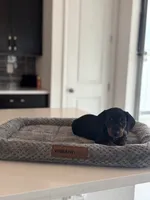 Marlin, a male Dachshund for sale in Haines City, FL – 4 of 8