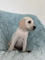 Sunny, a male Labrador Retriever for sale in Haines City, FL – 5 of 5