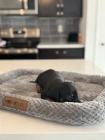 Marlin, a male Dachshund for sale in Haines City, FL – 5 of 8