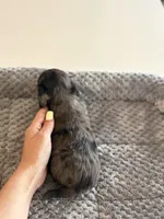 Clover, a male Miniature Dachshund for sale in Haines City, FL – 4 of 4