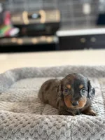 Clover, a male Miniature Dachshund for sale in Haines City, FL – 2 of 4
