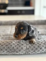 Clover, a male Miniature Dachshund for sale in Haines City, FL – 3 of 4