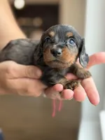 Clover, a male Miniature Dachshund for sale in Haines City, FL – 1 of 4