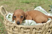 Mr. Bean, a male Miniature Dachshund for sale in Haines City, FL – 8 of 10