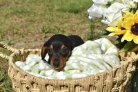 Raven, a female Miniature Dachshund for sale in Haines City, FL – 8 of 8