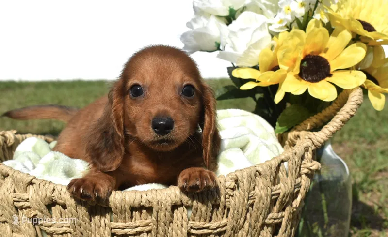 Ted – Miniature Dachshund puppy for sale in Haines City, FL