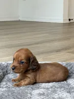 Ted, a male Miniature Dachshund for sale in Haines City, FL – 3 of 6