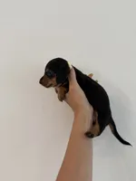 Raven, a female Miniature Dachshund for sale in Haines City, FL – 3 of 4