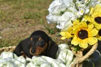 Raven, a female Miniature Dachshund for sale in Haines City, FL – 6 of 8