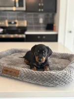 Marlin, a male Dachshund for sale in Haines City, FL – 2 of 8