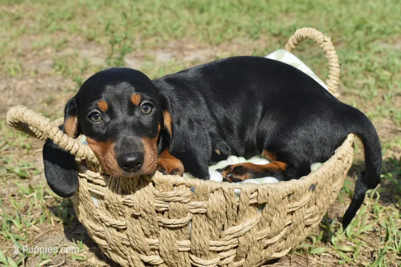 Marlin – Dachshund puppy for sale in Haines City, FL