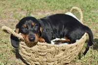 Marlin, a male Dachshund for sale in Haines City, FL – 1 of 7