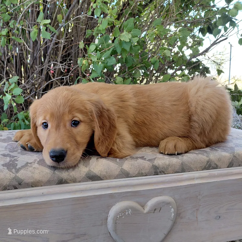 Katara - Red Collar – Golden Retriever puppy for sale in Peyton, CO