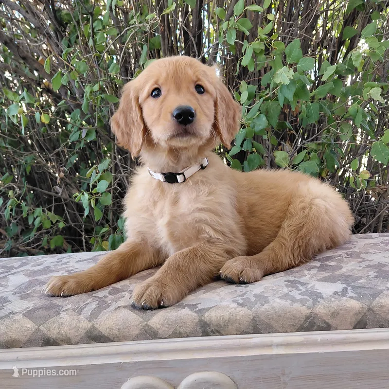Suki - White Collar – Golden Retriever puppy for sale in Peyton, CO
