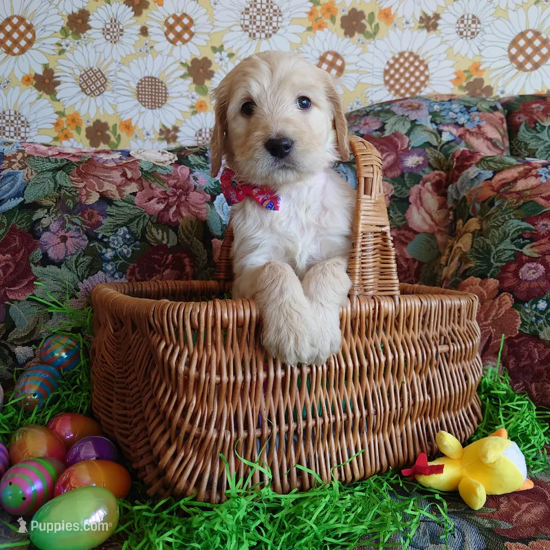 Peach Pink Collar – Goldendoodle puppy for sale in Peyton, CO