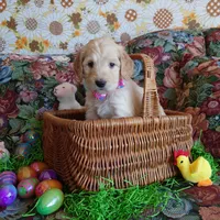 Peach Pink Collar, a female Goldendoodle for sale in Peyton, CO – Photo 3 of 8