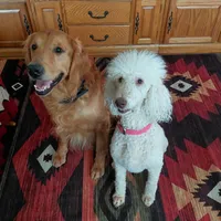 Peach Pink Collar, a female Goldendoodle for sale in Peyton, CO – Photo 8 of 8